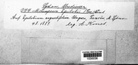 Pucciniastrum epilobii image